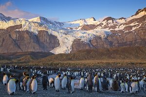 Gold Harbour, South Georgia Island 098.jpg